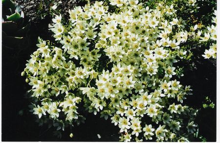 Clematis Leprechaun